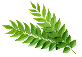 Curry Leaves